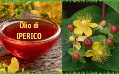 L’erba di San Giovanni e l’olio di iperico