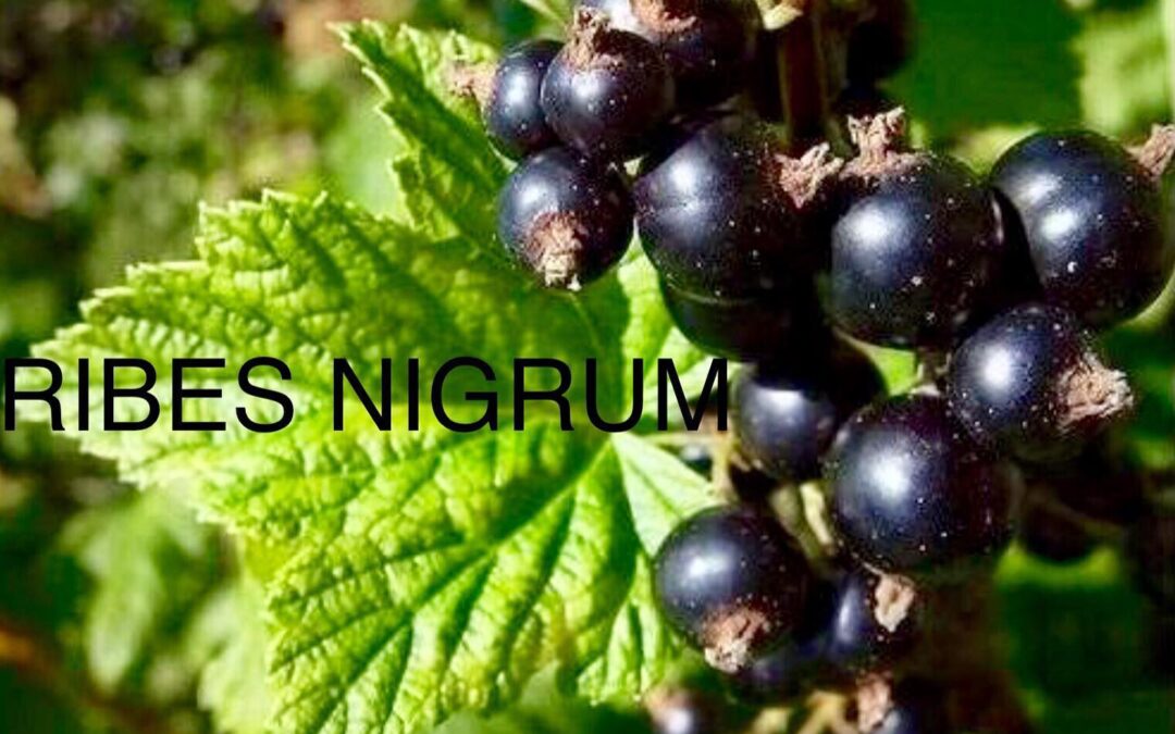 Allergie primaverili? Ribes nero!