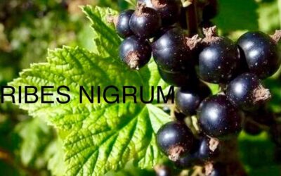 Allergie primaverili? Ribes nero!