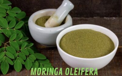 Moringa Oleifera (rafano indiano) super-food