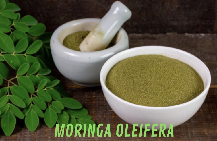 Moringa Oleifera (rafano indiano) super-food