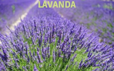 Lavandula Angustifoglia