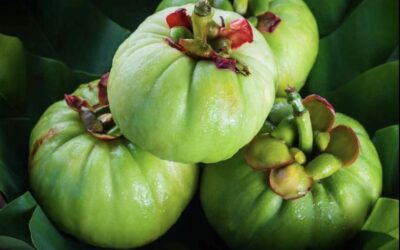 GARCINIA CAMBOGIA