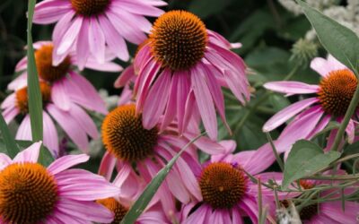 ECHINACEA