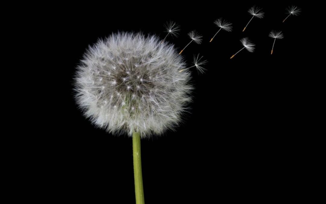 ALLERGIE DI PRIMAVERA