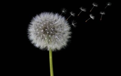 ALLERGIE DI PRIMAVERA